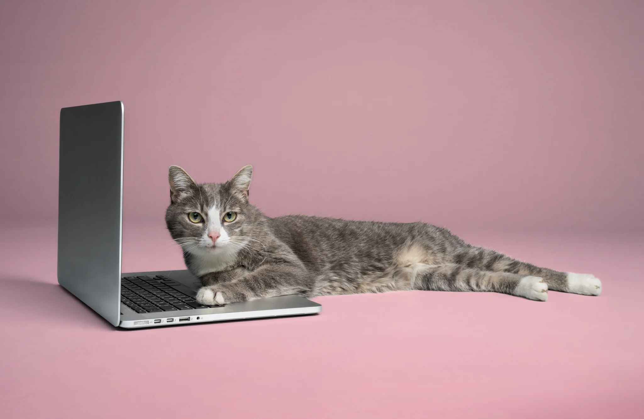 A grey and white cat lying on a laptop keyboard against a pink background.